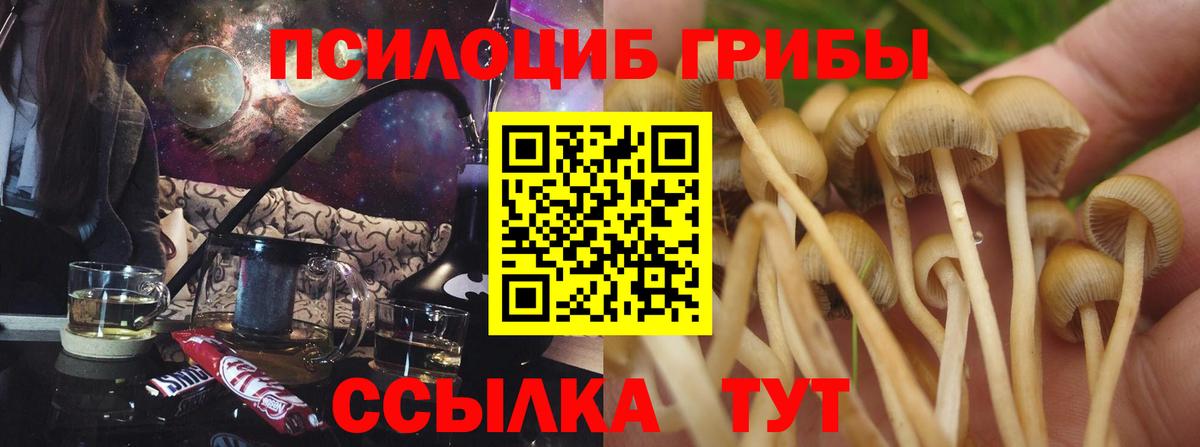 Псилоцибиновые грибы Psilocybine cubensis Саяногорск
